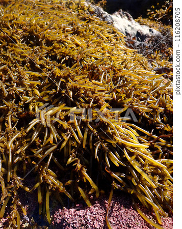 日本羊棲菜 116208705