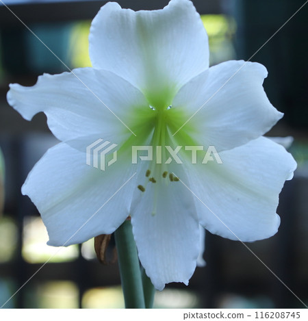 Pure White Amaryllis Veranda Gardening 116208745