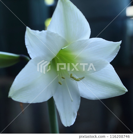 純白孤挺花陽台園藝 純白孤挺花陽台園藝 116208746
