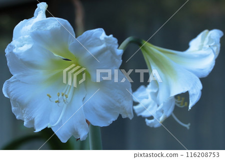 Pure White Amaryllis Veranda Gardening Pure White Amaryllis Veranda Gardening 116208753