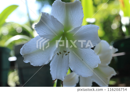 Pure White Amaryllis Veranda Gardening Pure White Amaryllis Veranda Gardening 116208754