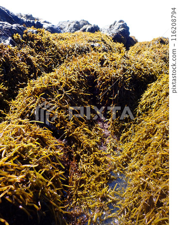 Kao na at low tide 116208794