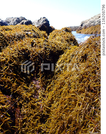 珍貴的國產羊棲菜 116208796