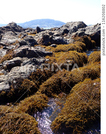 漲潮時的羊棲菜 116208802