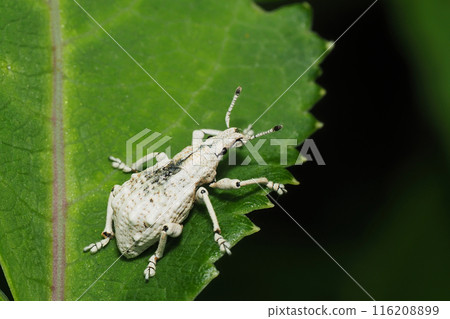 瓢蟲龍蝦象鼻蟲 116208899