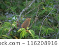 Gabichou 116208916