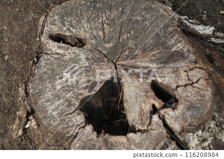 笑臉樹樁2 笑臉樹樁2 116208984