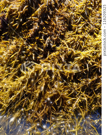 Golden hijiki seaweed Golden hijiki seaweed 116209325
