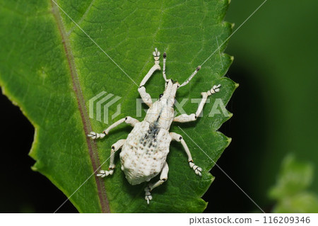 瓢蟲龍蝦象鼻蟲 116209346