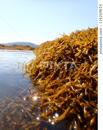 考納海藻 116209614