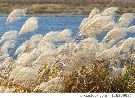 Japanese silver grass swaying in the wind on the riverbank 116209925