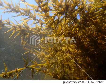 水中的羊棲菜 116209929