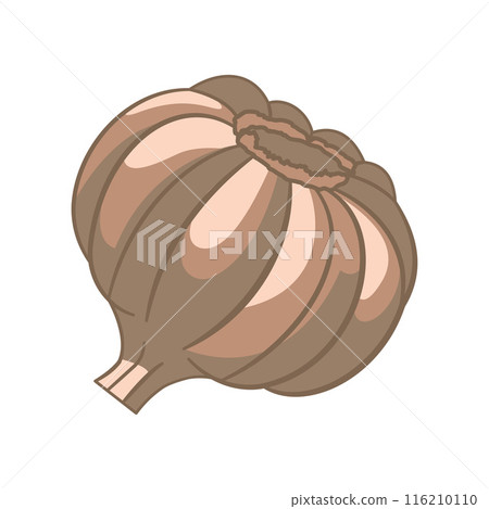 Vector Design of Whole Raw Garlic Spice Food Vegetable 116210110