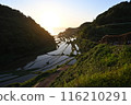水稻梯田上的日落 116210291