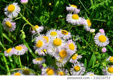 The flower of the dandelion, which is easily confused with the similar-looking daisy The flower of the dandelion, which is easily confused with the similar-looking daisy 116210753