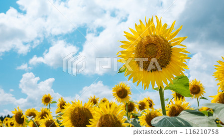 Sunflower (Tsunan Sunflower Square) Sunflower (Tsunan Sunflower Square) 116210758