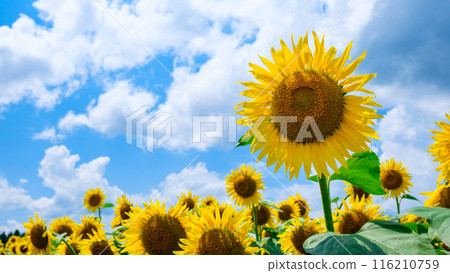 Sunflower (Tsunan Sunflower Square) Sunflower (Tsunan Sunflower Square) 116210759