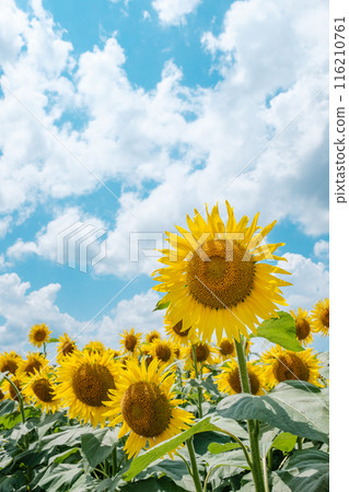 向日葵（津南向日葵廣場） 116210761