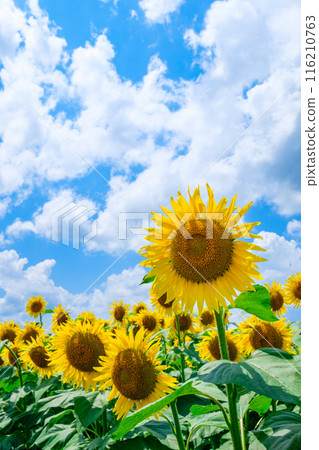 Sunflower (Tsunan Sunflower Square) Sunflower (Tsunan Sunflower Square) 116210763
