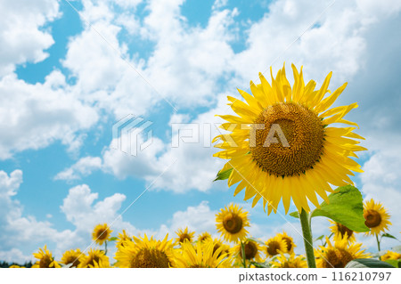 Sunflower (Tsunan Sunflower Square) Sunflower (Tsunan Sunflower Square) 116210797
