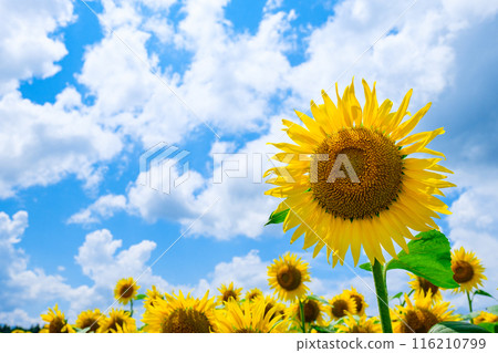 Sunflower (Tsunan Sunflower Square) Sunflower (Tsunan Sunflower Square) 116210799