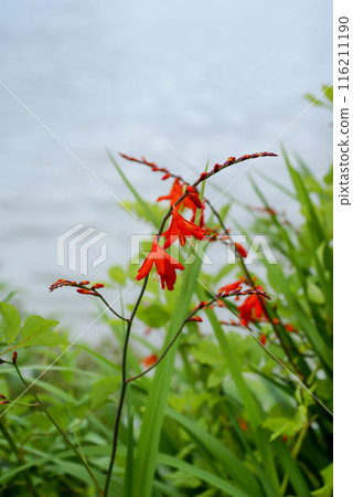 信濃川安城堤壩上的姬日扇水仙花 信濃川安城堤壩上的姬日扇水仙花 116211190