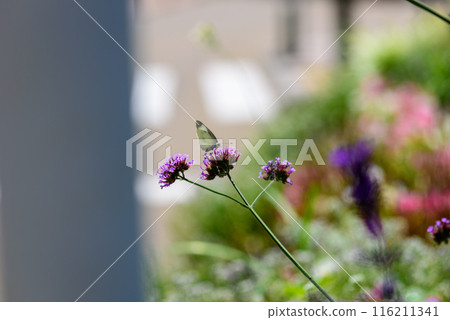 花Michi 花Michi 116211341