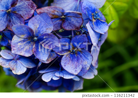 The Last Hydrangea 116211342