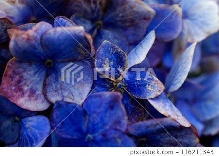 最後的繡球花 116211343