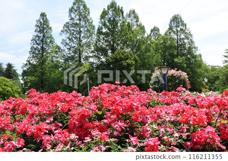 埼玉縣北足立區伊那町玫瑰公園風景 116211355