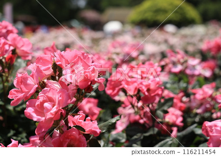 埼玉縣北足立郡伊那町玫瑰公園內的粉紅玫瑰花 116211454