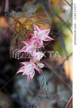 西莉亞花 西莉亞花 116211477