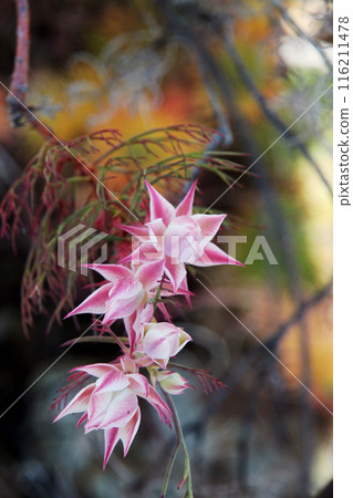 西莉亞花 西莉亞花 116211478