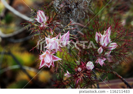 Celia flower 116211483