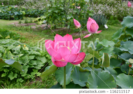 Lotus flower  Lotus flower  116211517