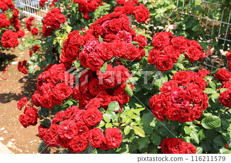 埼玉縣北足郡伊那町玫瑰公園的紅玫瑰花 116211579