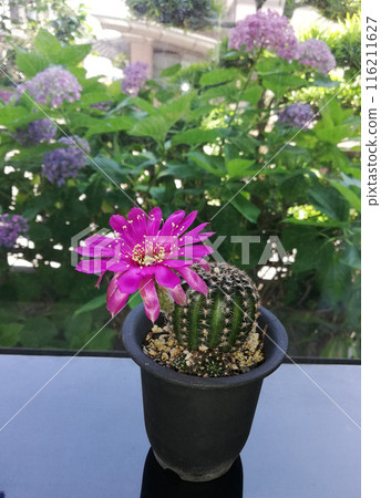 Cactus by the window 116211627