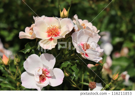 埼玉縣北足立郡伊那町玫瑰公園的白玫瑰花 埼玉縣北足立郡伊那町玫瑰公園的白玫瑰花 116211853