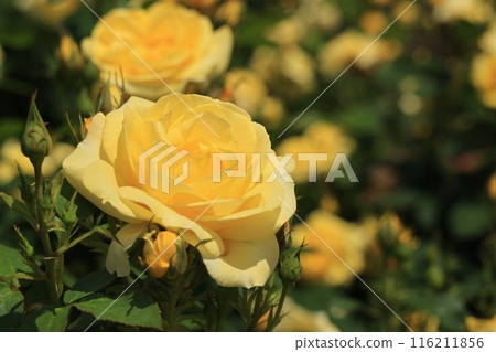 埼玉縣北足立郡伊那町玫瑰公園內的黃玫瑰花 116211856