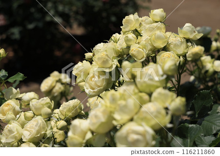 埼玉縣北足立郡伊那町玫瑰公園內的黃玫瑰花 埼玉縣北足立郡伊那町玫瑰公園內的黃玫瑰花 116211860