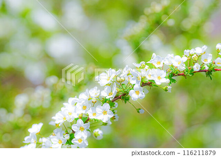 Yukiyanagi 116211879