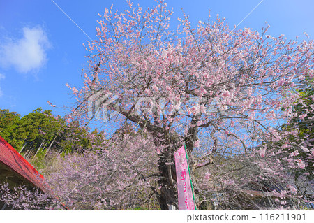 一關市千宮町的種子櫻花 116211901