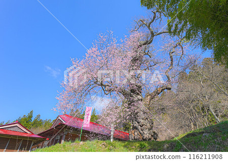 一關市千宮町的種子櫻花 116211908