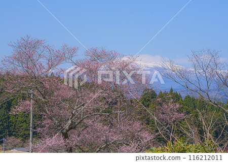 Edohigan of Mount Higashidake 116212011