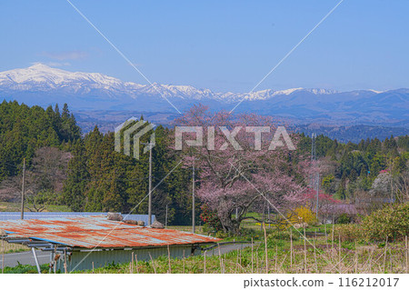 Edohigan of Mount Higashidake 116212017