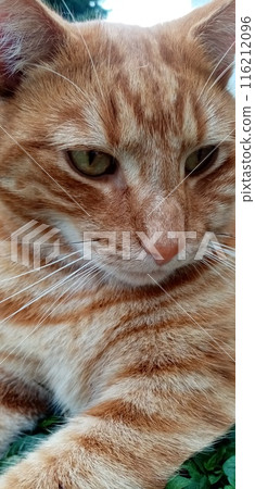 A cat staring at you 116212096
