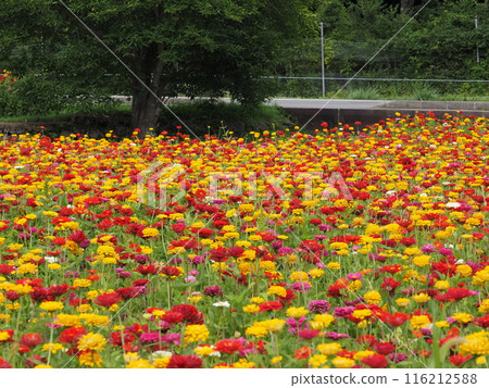 A park filled with colorful zinnias A park filled with colorful zinnias 116212588