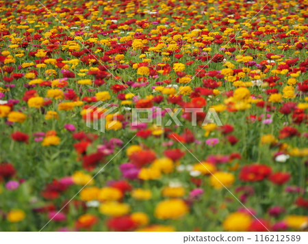 A park filled with colorful zinnias A park filled with colorful zinnias 116212589