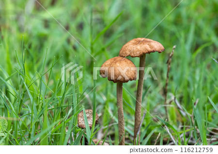 Shiba Futake Shiba Futake 116212759