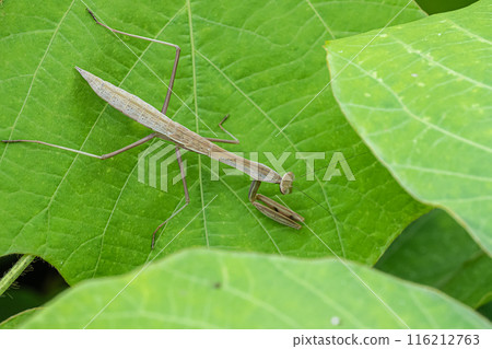 螳螂幼蟲 116212763